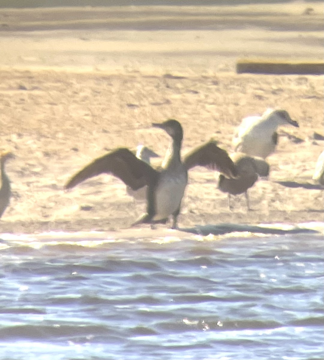 Great Cormorant - ML647253126