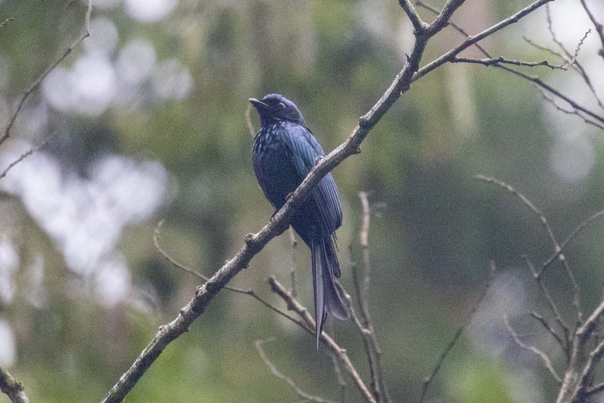 Bronzed Drongo - ML647253127