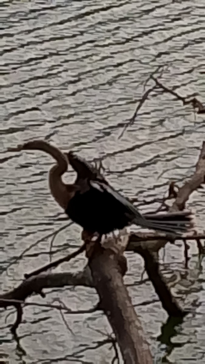 Anhinga - ML647253132