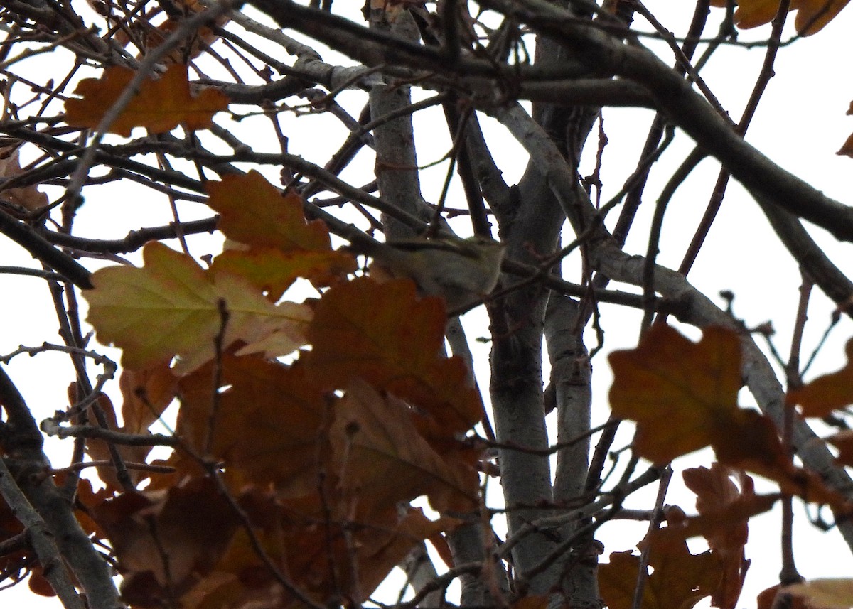 Yellow-browed Warbler - ML647253138