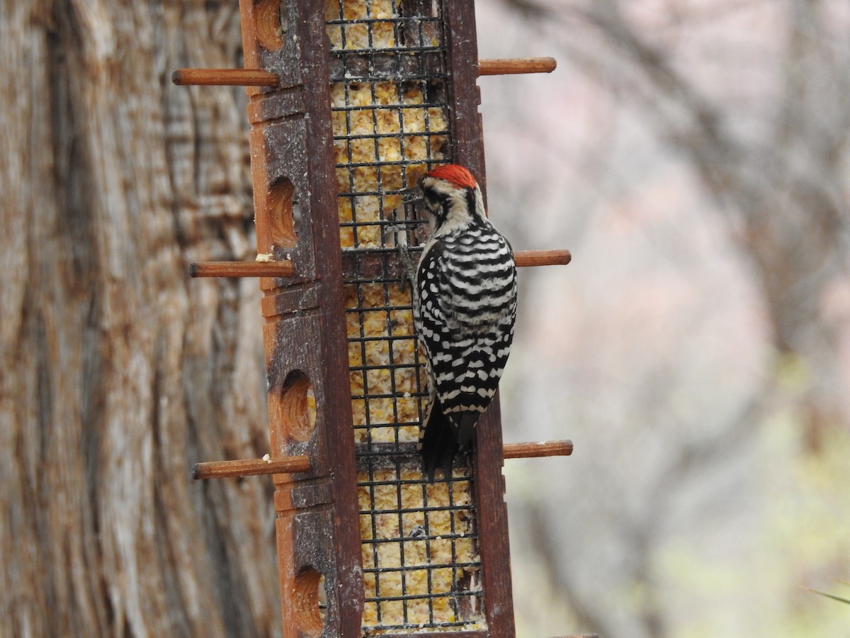 Ladder-backed Woodpecker - ML647253142
