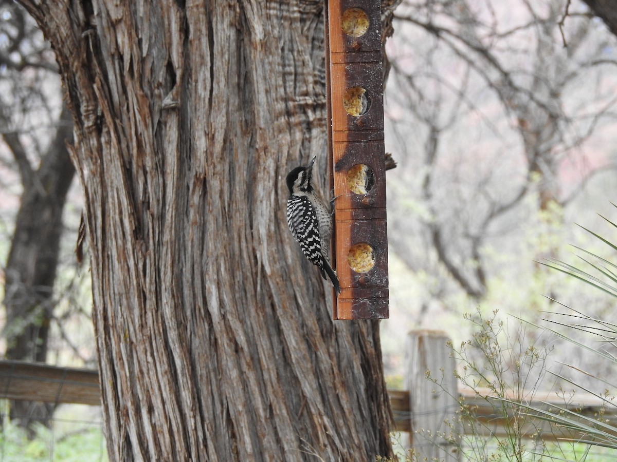 Ladder-backed Woodpecker - ML647253143
