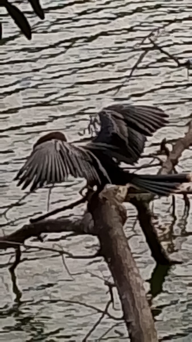 Anhinga - ML647253146