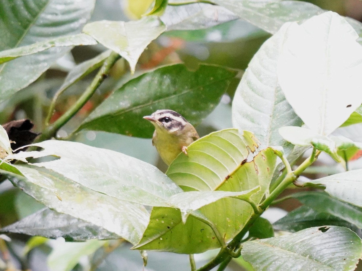 Three-striped Warbler - ML647253157