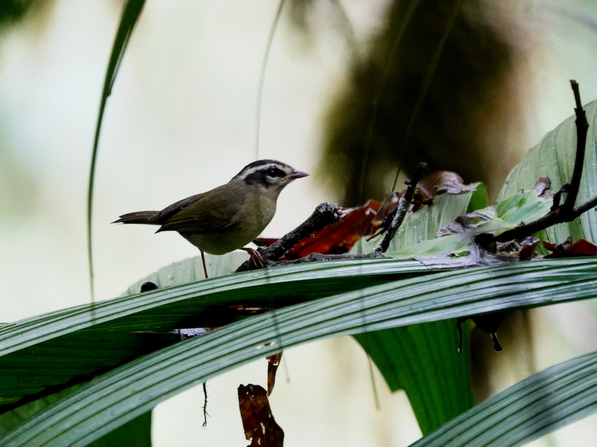 Three-striped Warbler - ML647253158