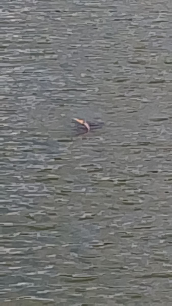 Anhinga - ML647253161