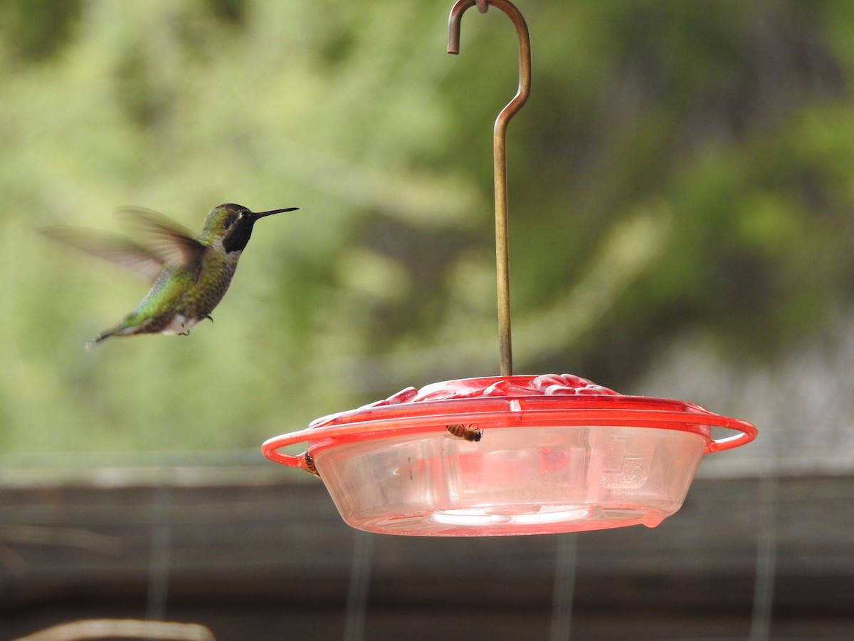Anna's Hummingbird - ML647253164
