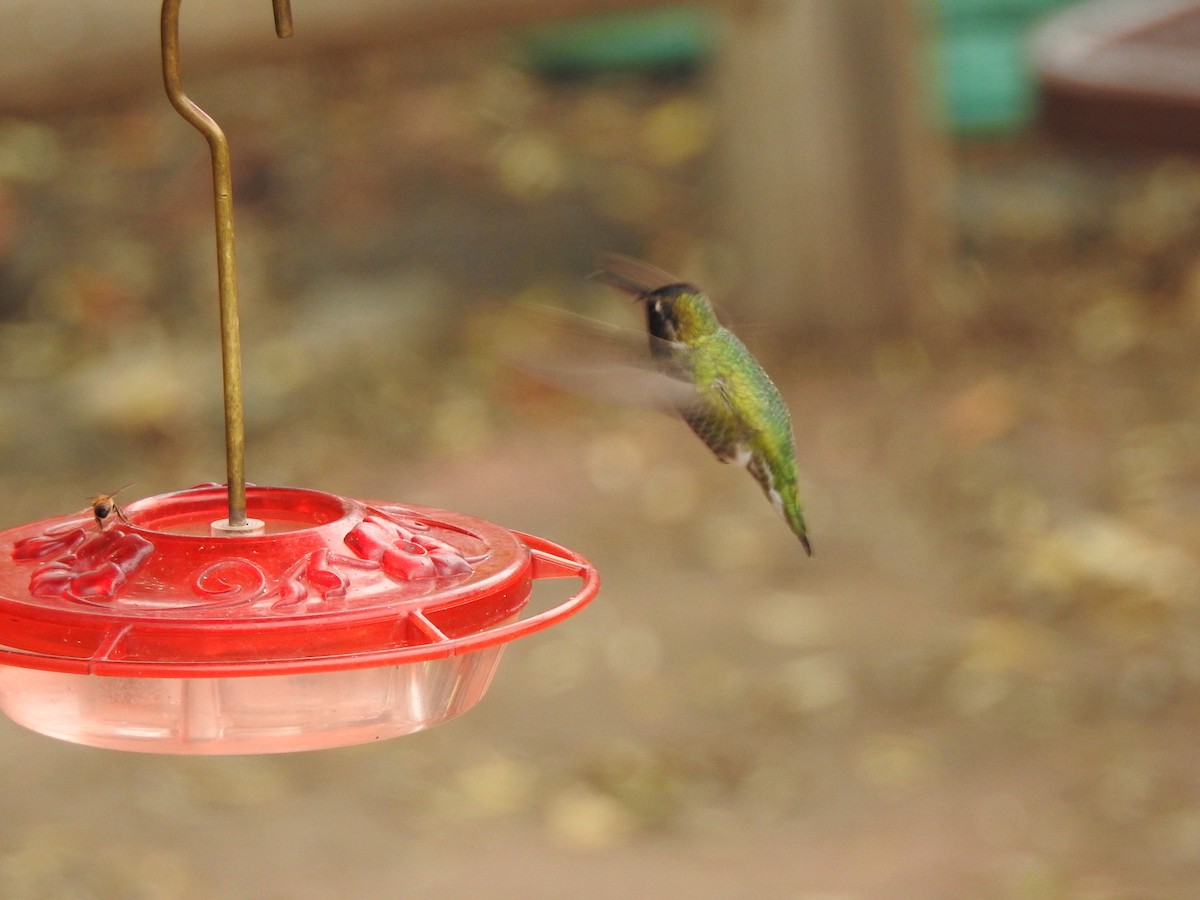 Anna's Hummingbird - ML647253165
