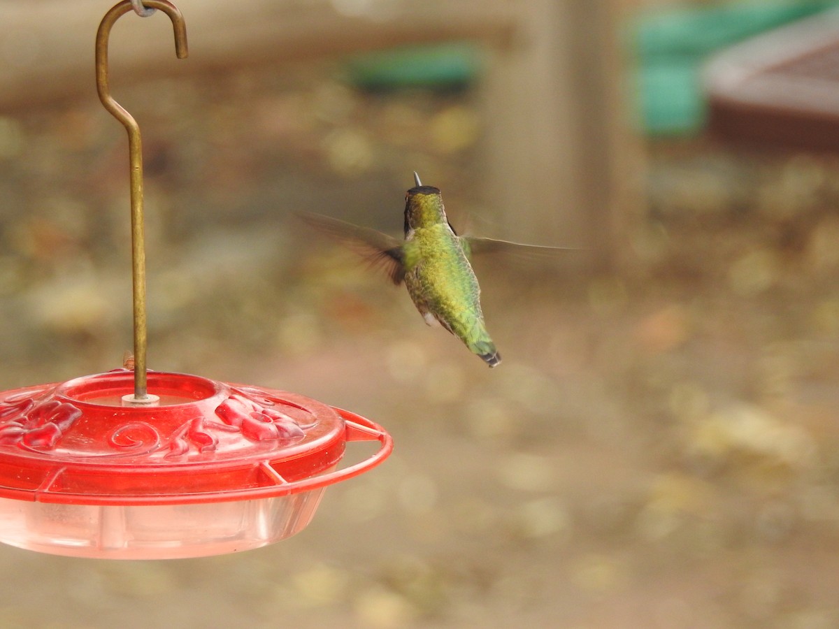 Anna's Hummingbird - ML647253166