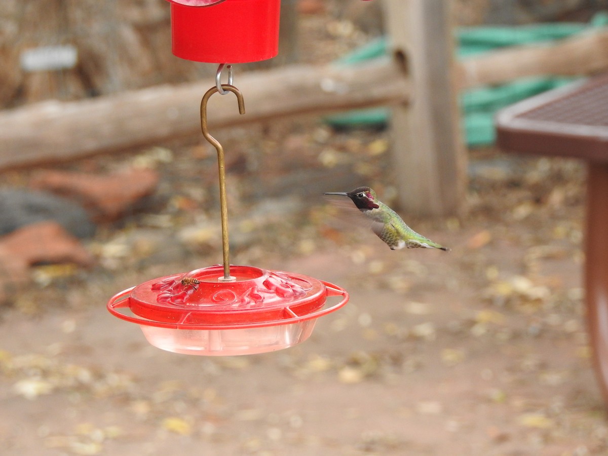 Anna's Hummingbird - ML647253167