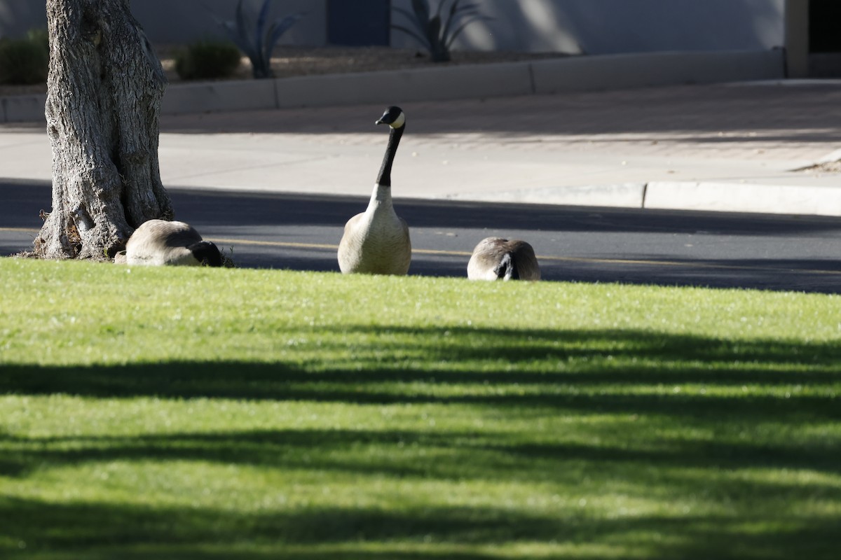 Canada Goose - ML647253170