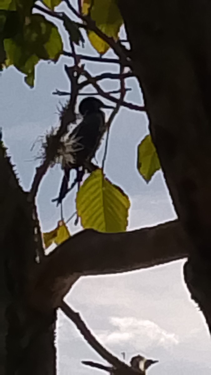 Neotropic Cormorant - ML647253184