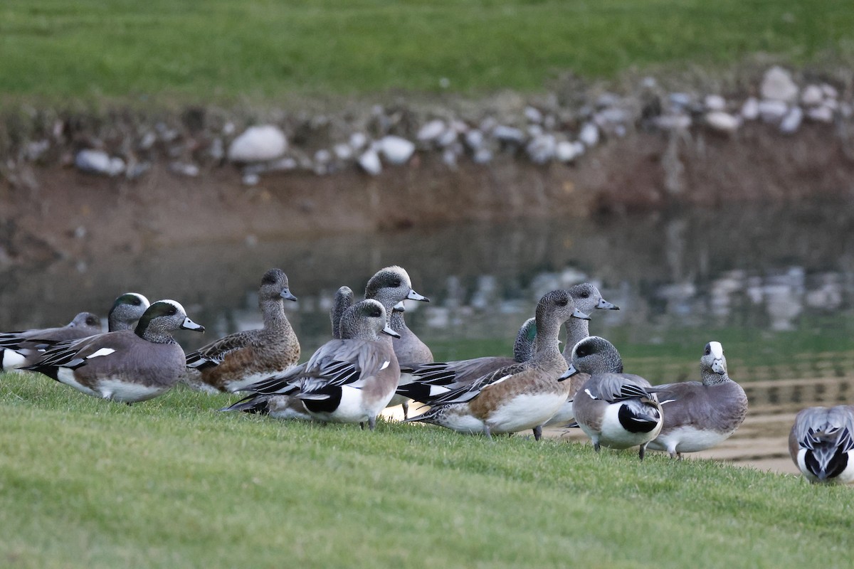American Wigeon - ML647253193