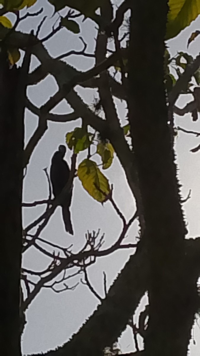 Neotropic Cormorant - ML647253198