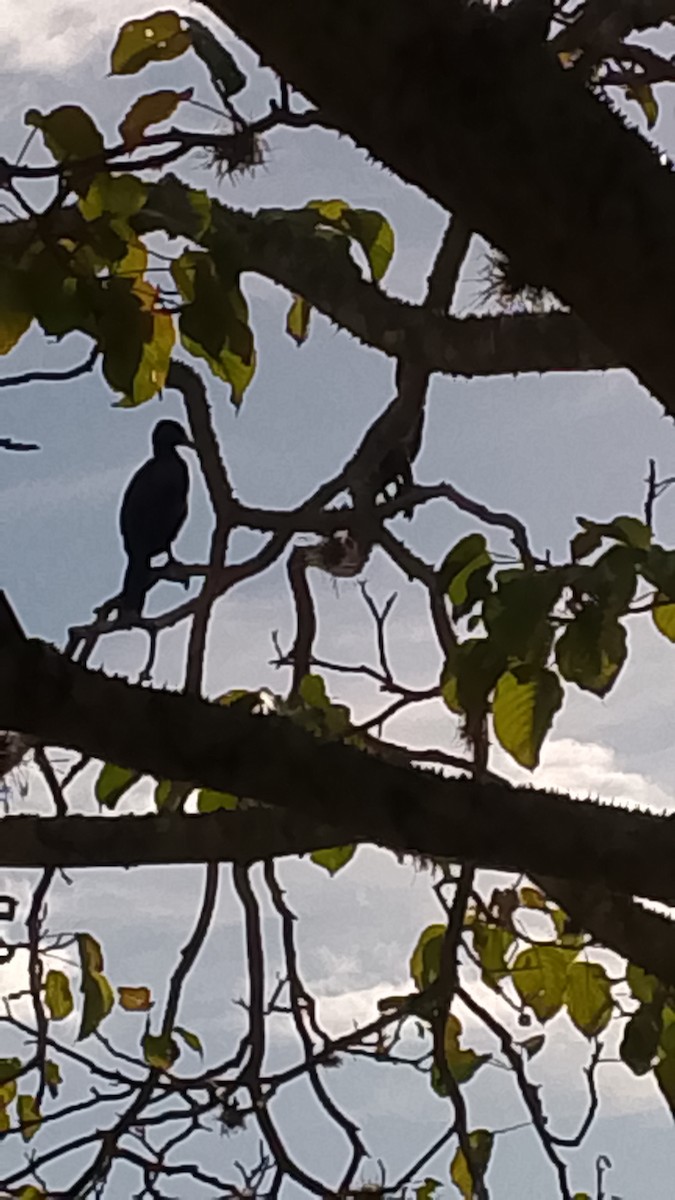 Neotropic Cormorant - ML647253210