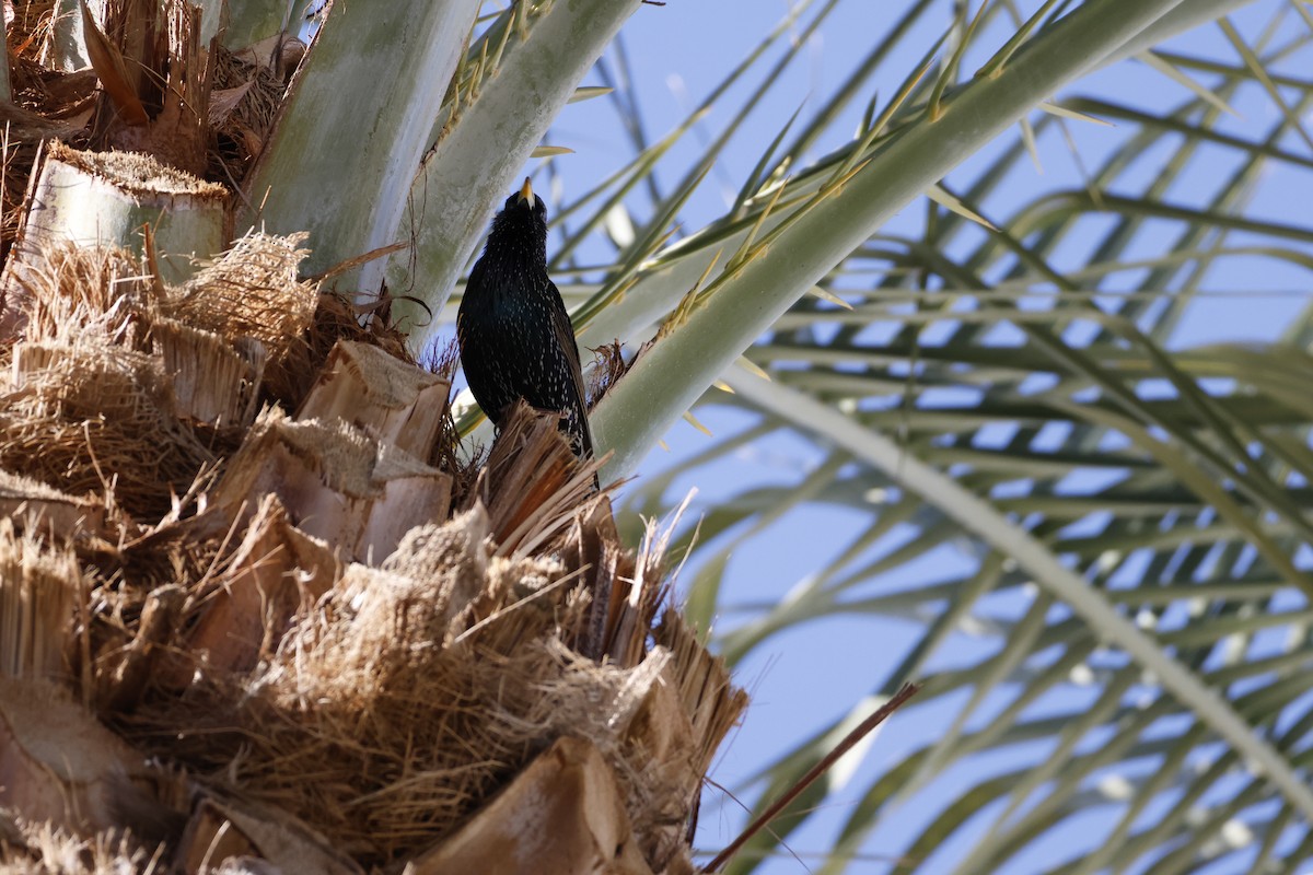 European Starling - ML647253219