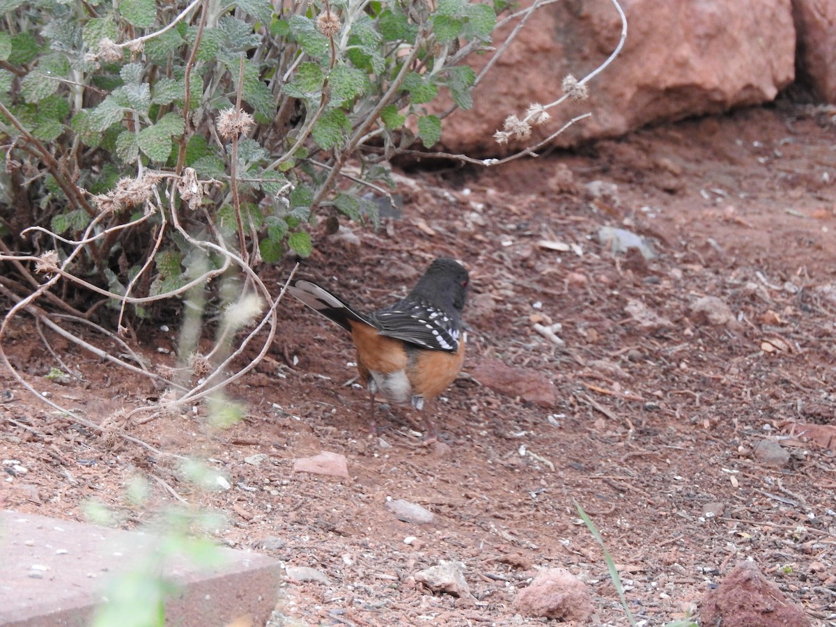 Spotted Towhee - ML647253228