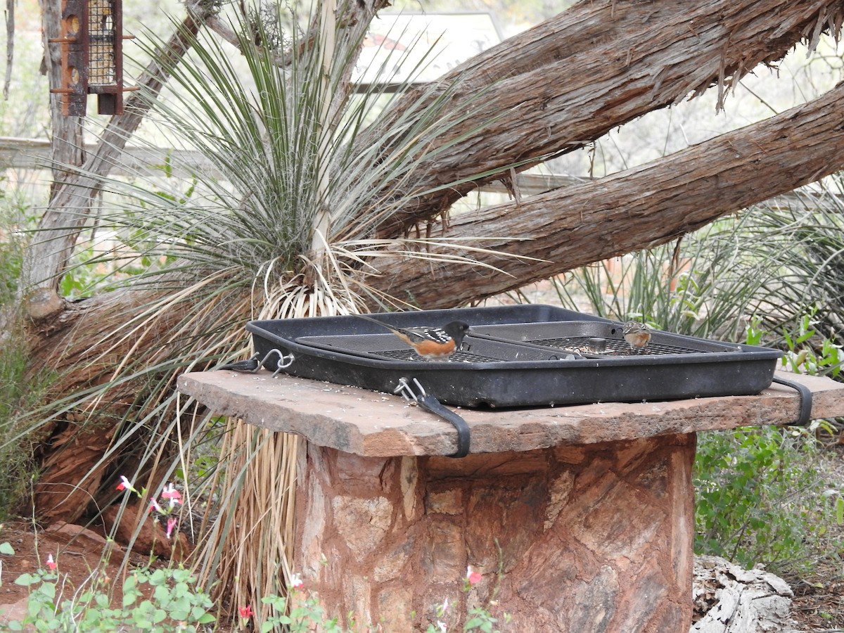 Spotted Towhee - ML647253229