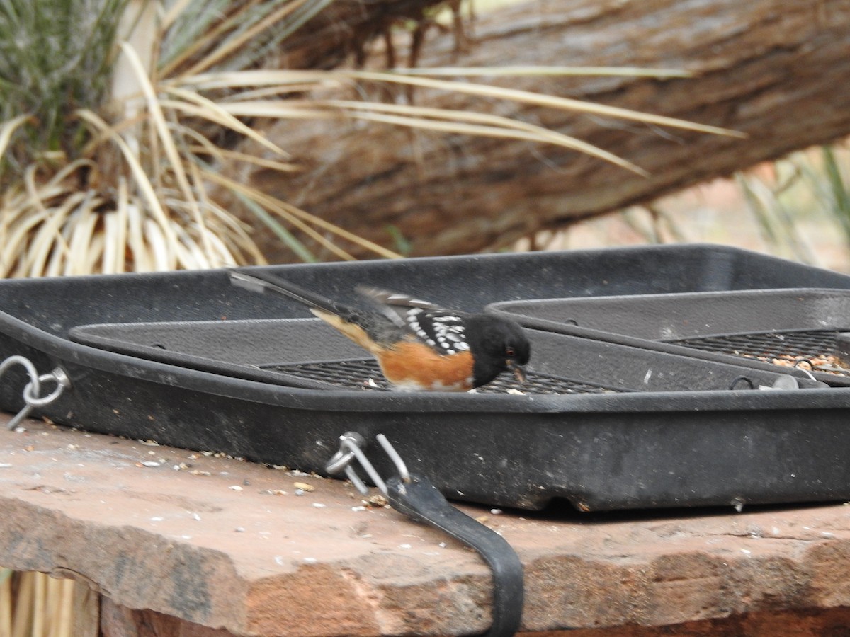 Spotted Towhee - ML647253230