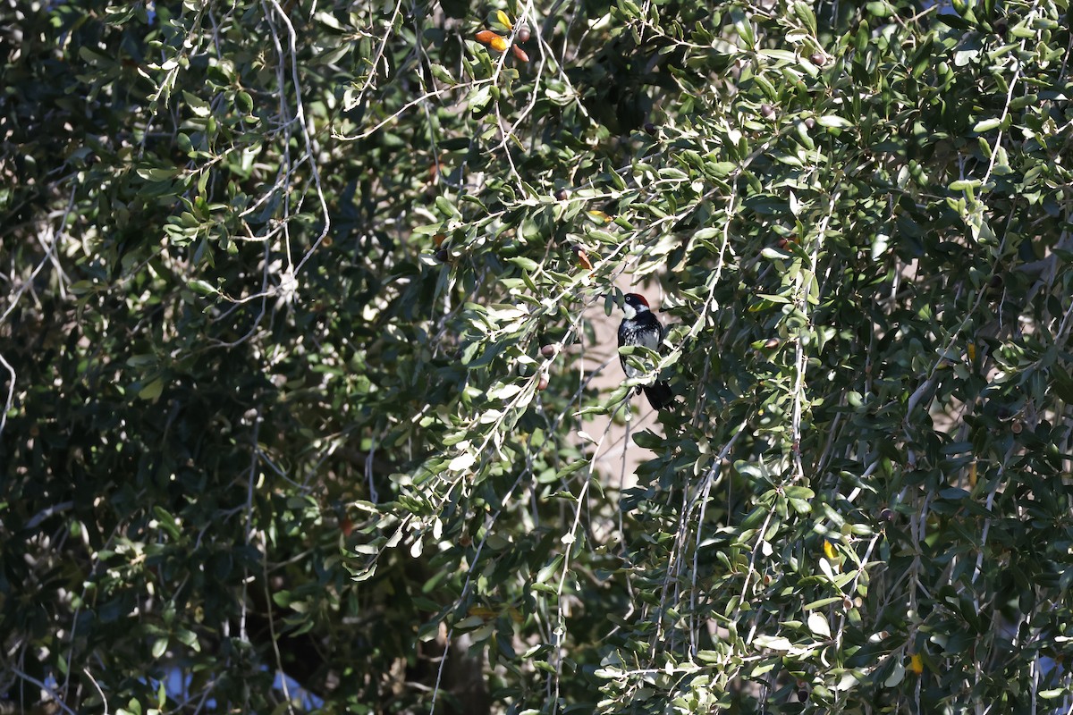 Acorn Woodpecker - ML647253239