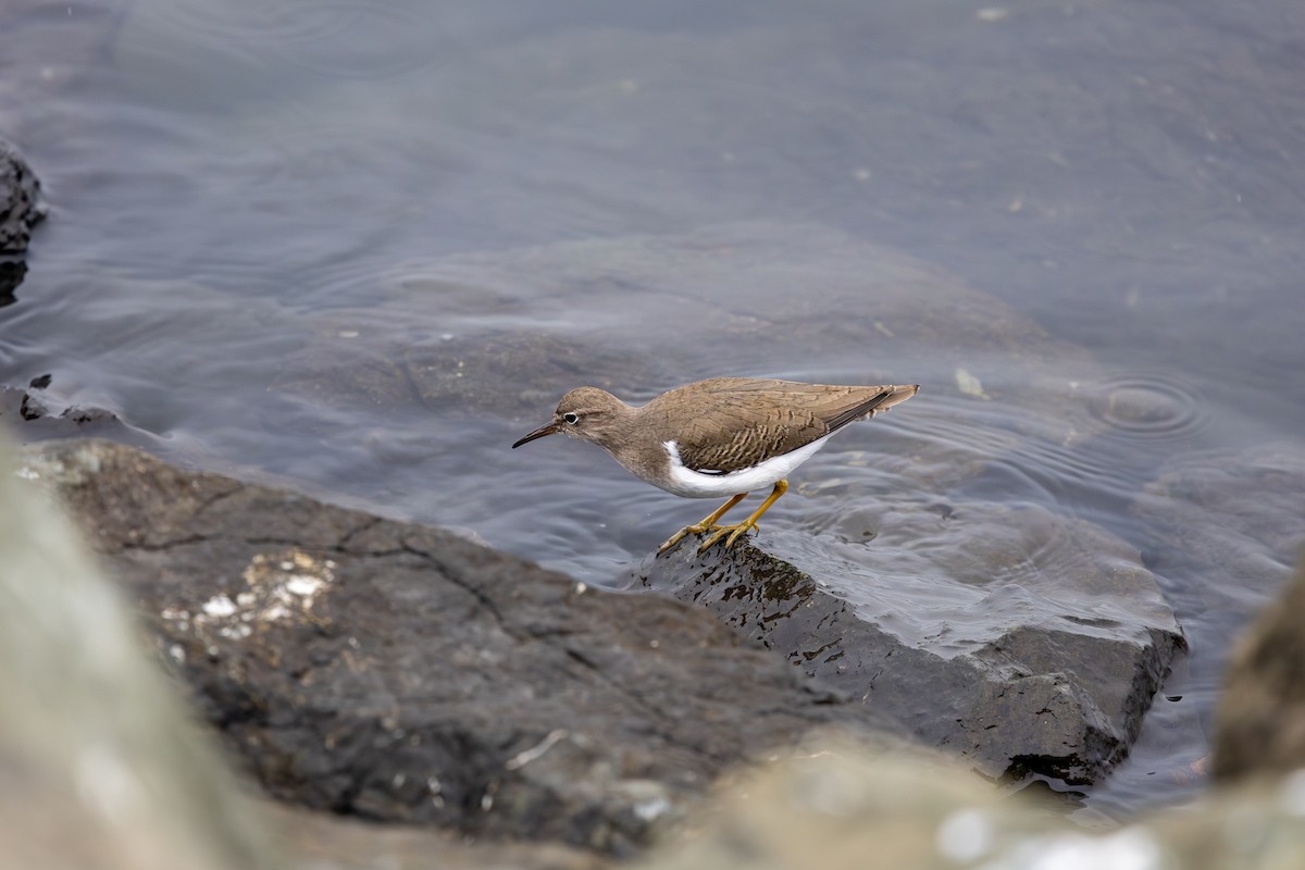 Benekli Düdükçün - ML647253245