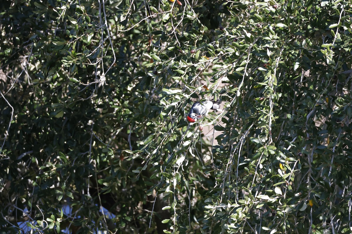 Acorn Woodpecker - ML647253249