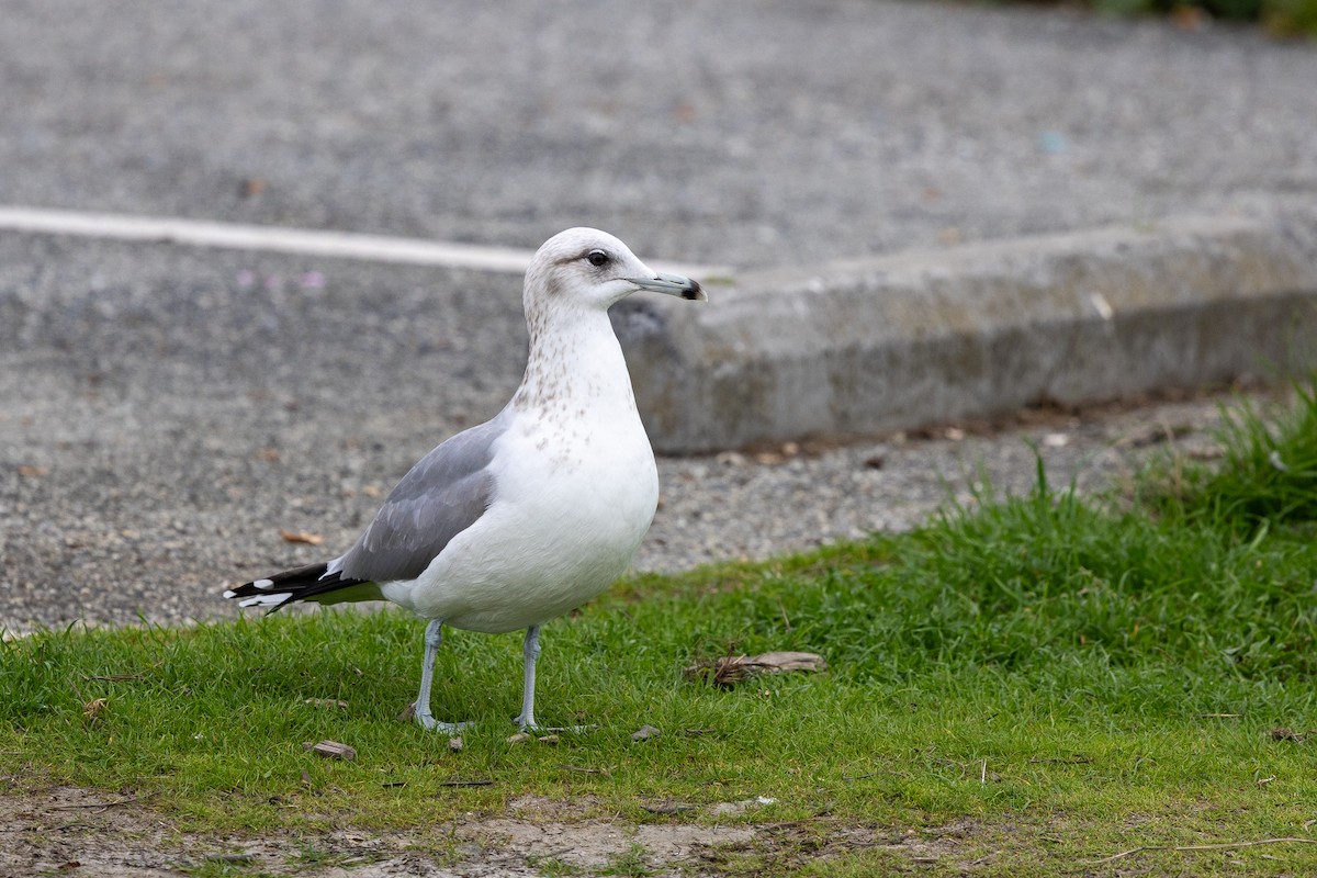 Kaliforniya Martısı - ML647253255