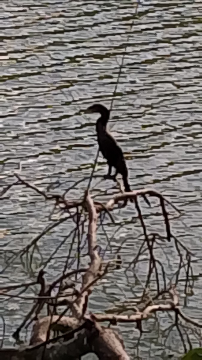 Neotropic Cormorant - ML647253257