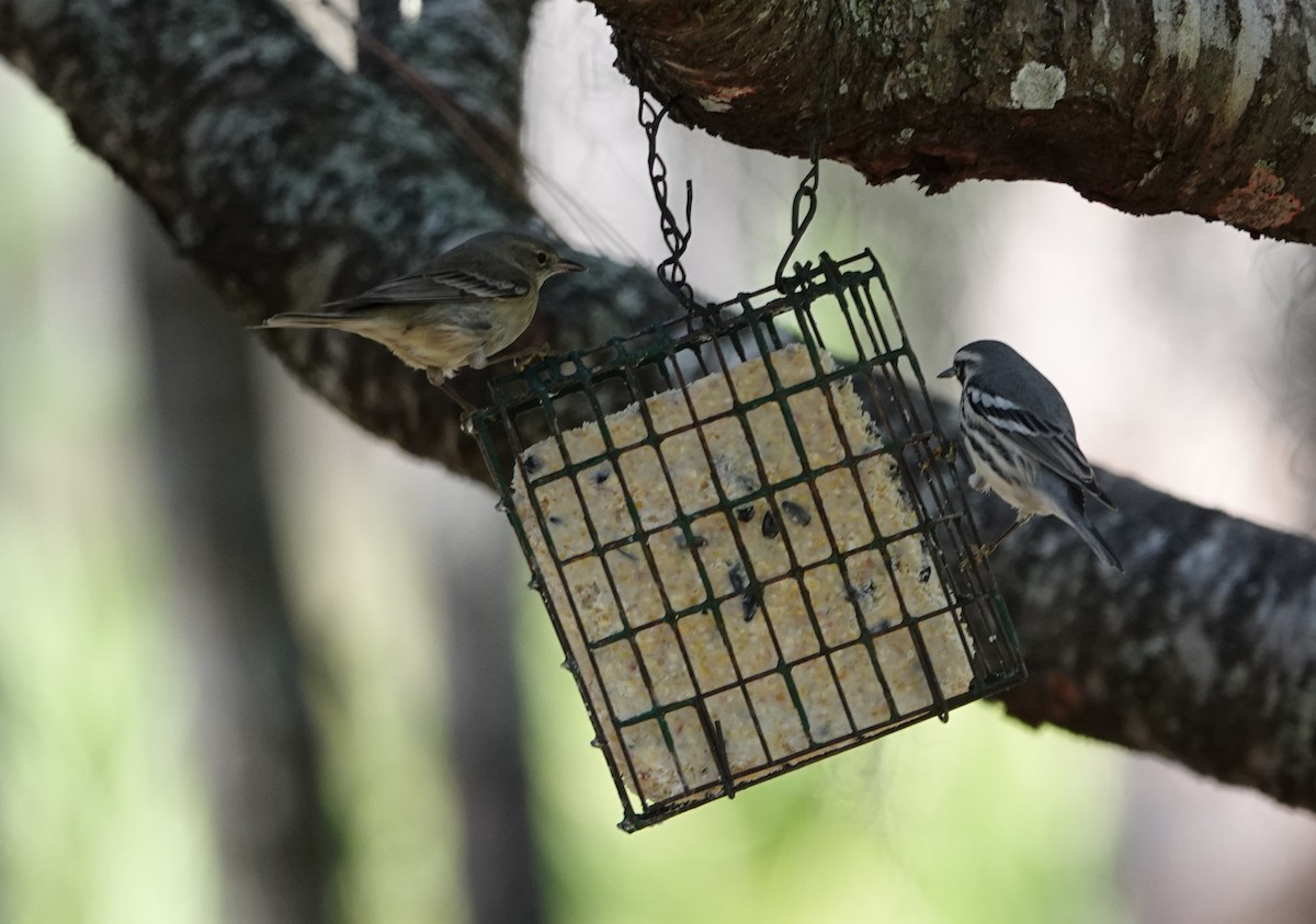 Yellow-throated Warbler - ML647253258