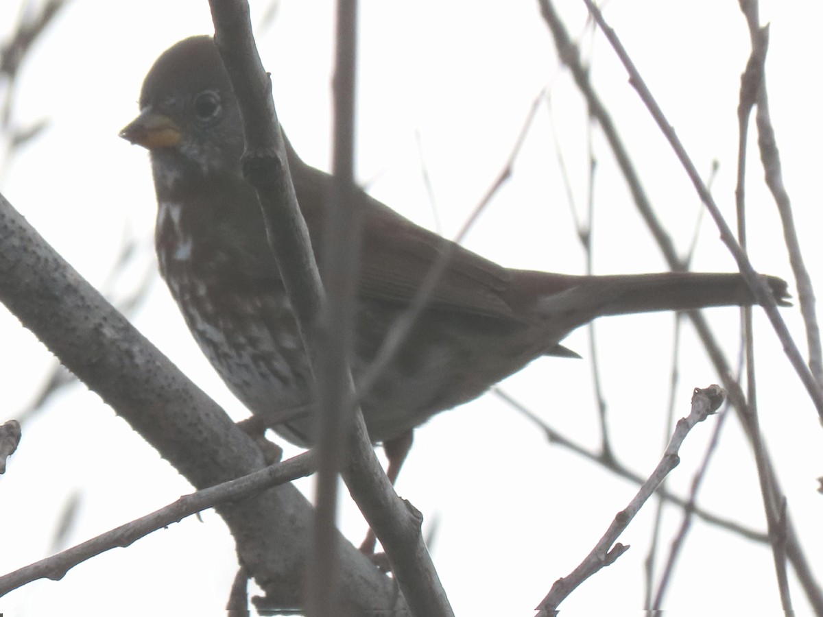 Fox Sparrow (Sooty) - ML647253263