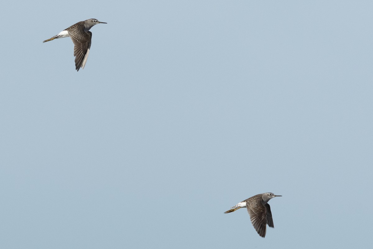 タカブシギ - ML647253269