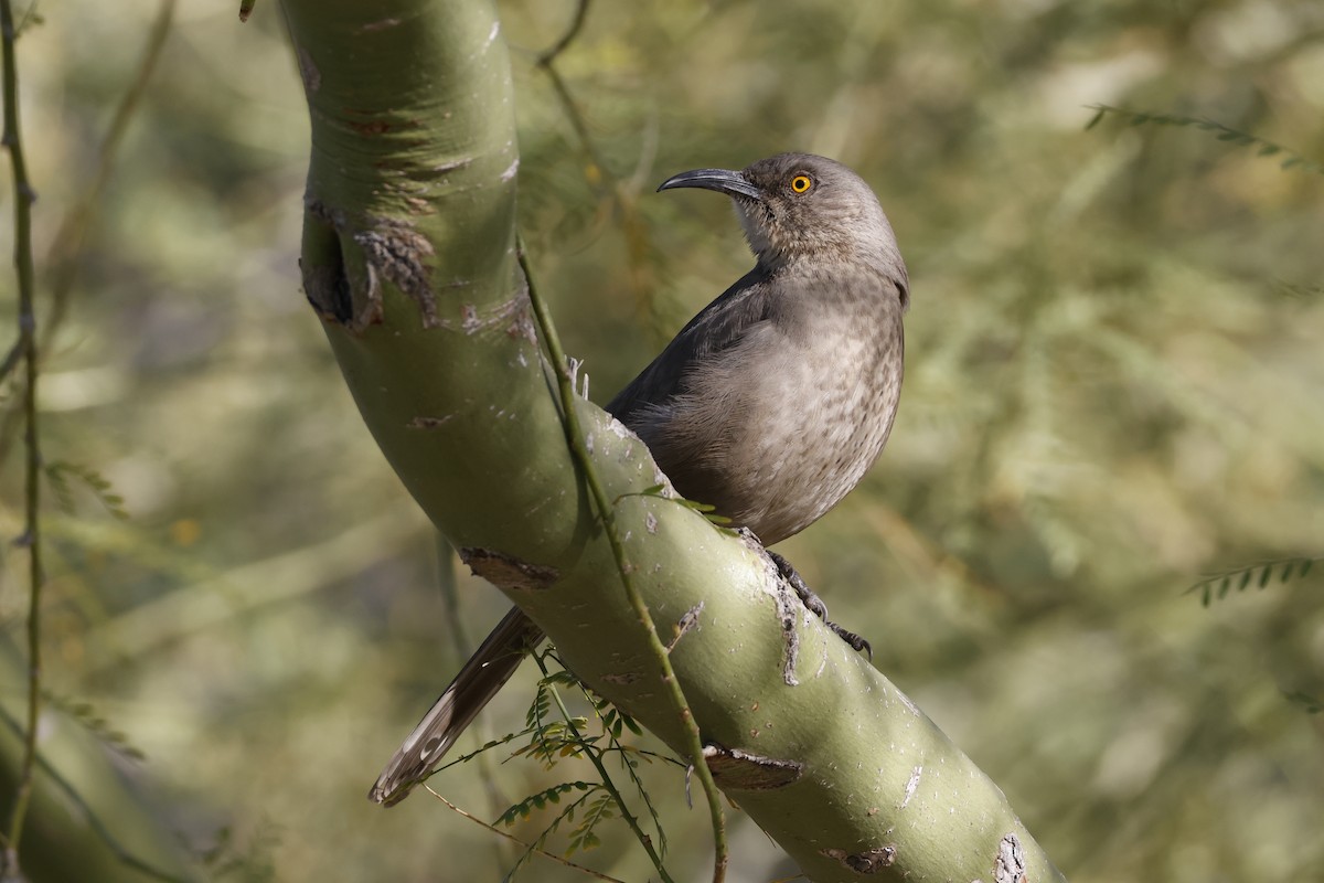 Curve-billed Thrasher - ML647253271