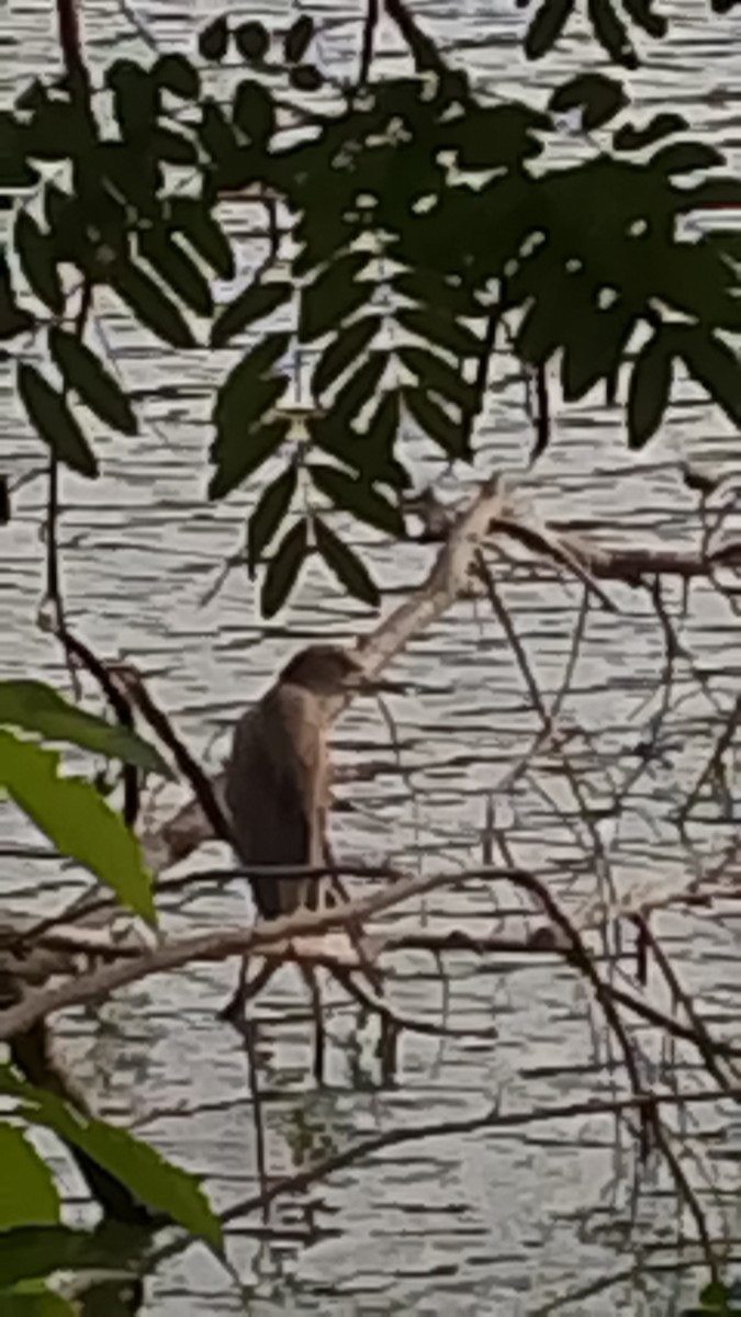 Black-crowned Night Heron - ML647253272