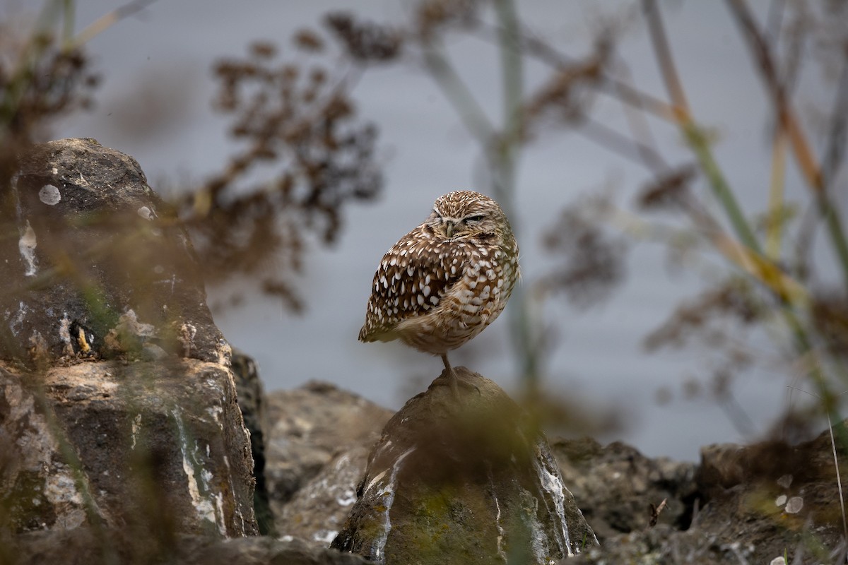 Yer Kukumavı - ML647253274