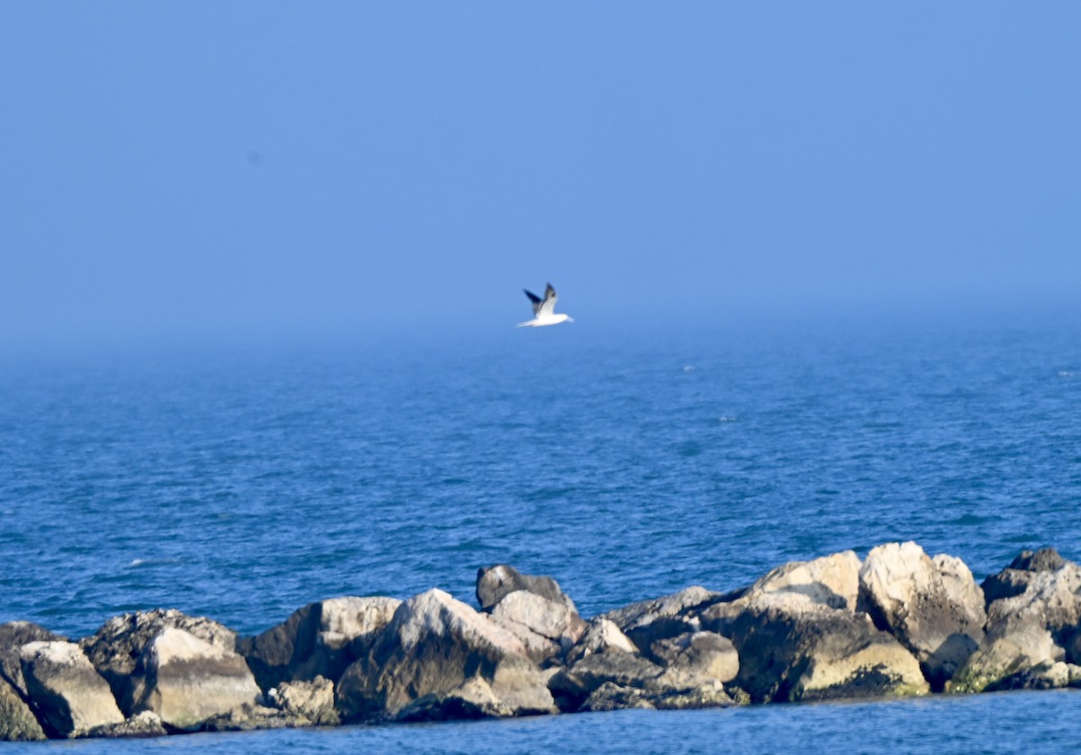 Rotfußtölpel - ML647253280