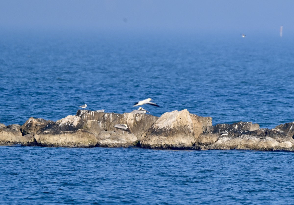 Rotfußtölpel - ML647253283