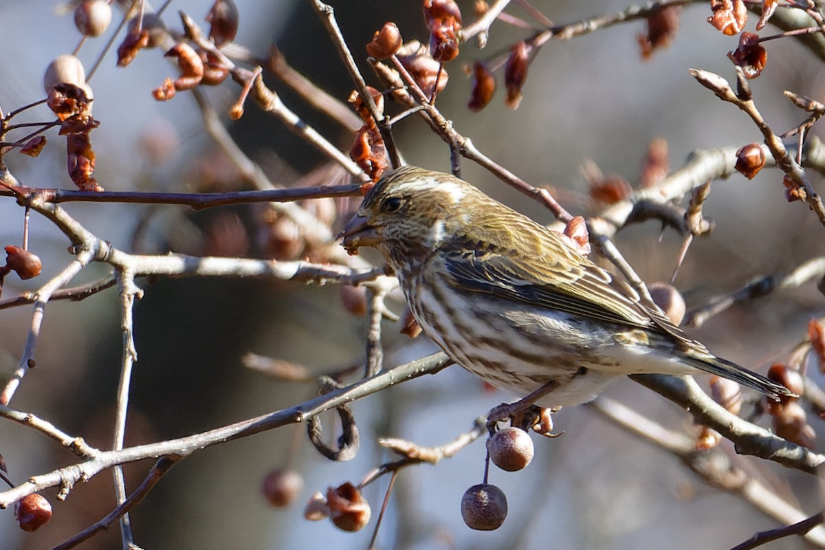 Purple Finch - ML647253284