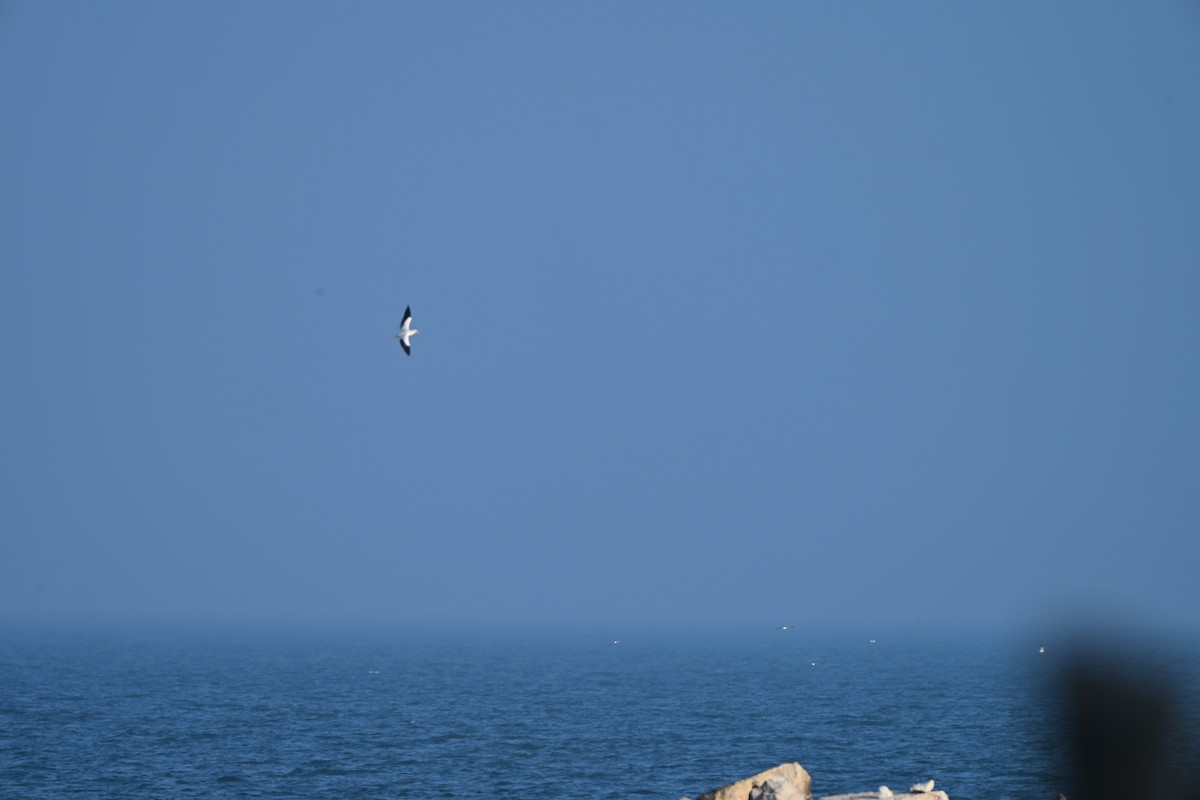 Rotfußtölpel - ML647253285