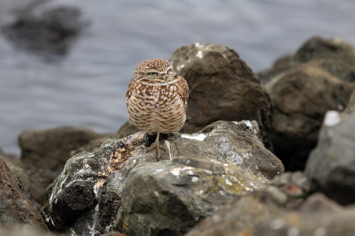 Yer Kukumavı - ML647253287