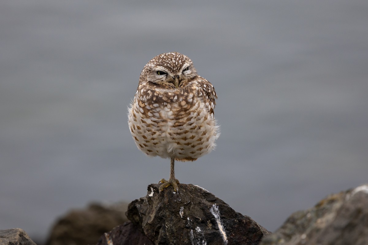 Yer Kukumavı - ML647253288