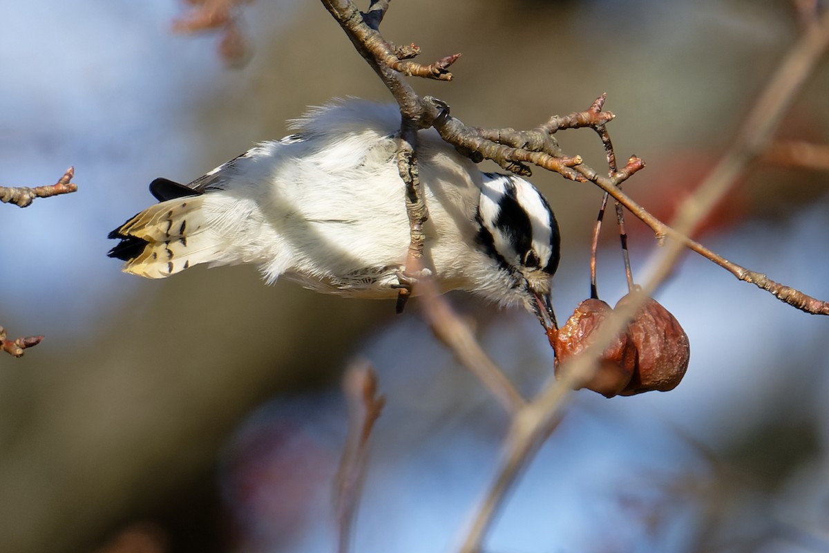 Downy Woodpecker - ML647253294