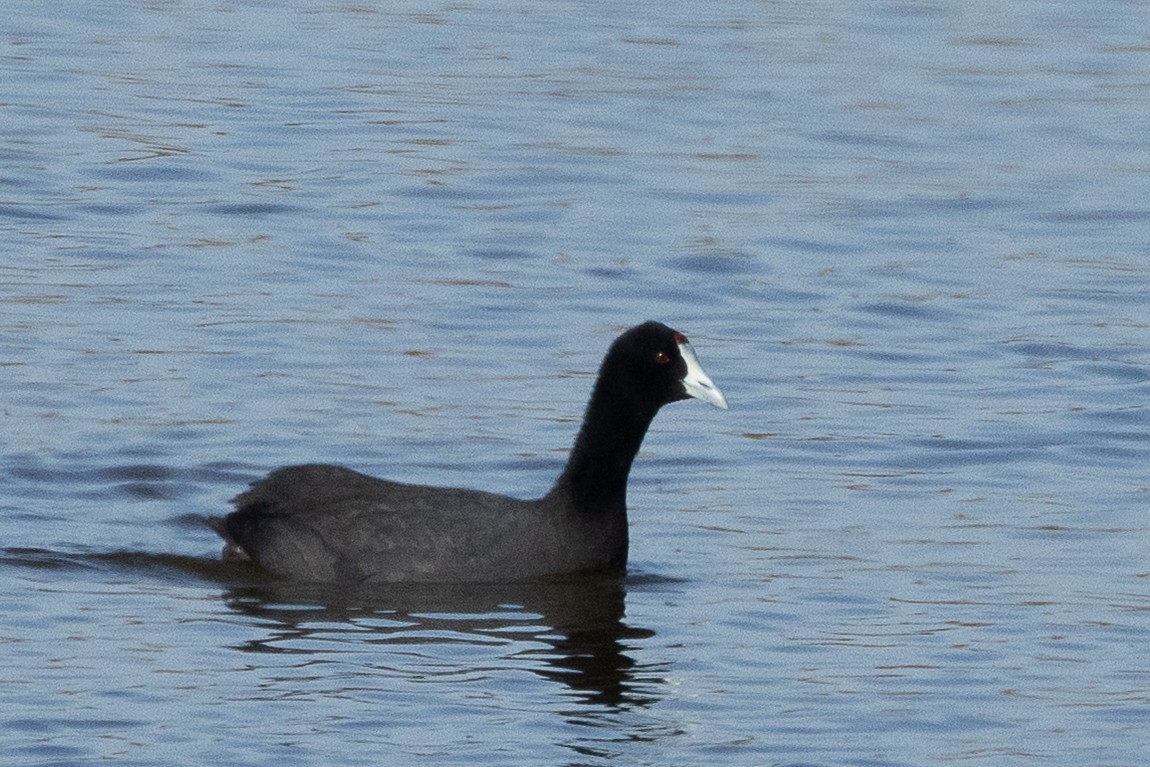 Red-knobbed Coot - ML647253300