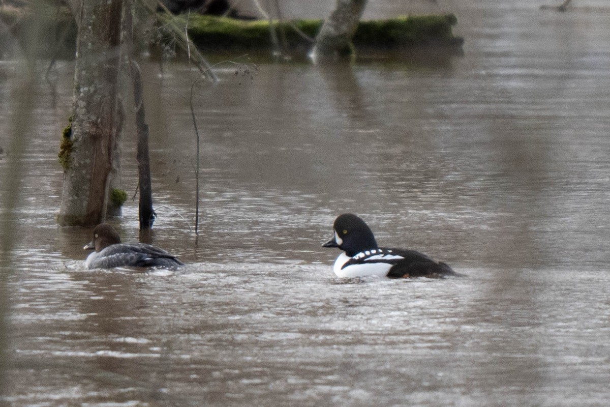 Barrow's Goldeneye - ML647253301