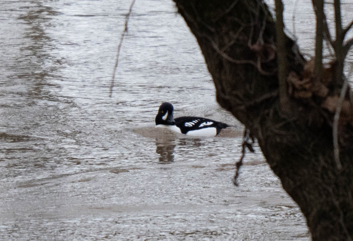Barrow's Goldeneye - ML647253302