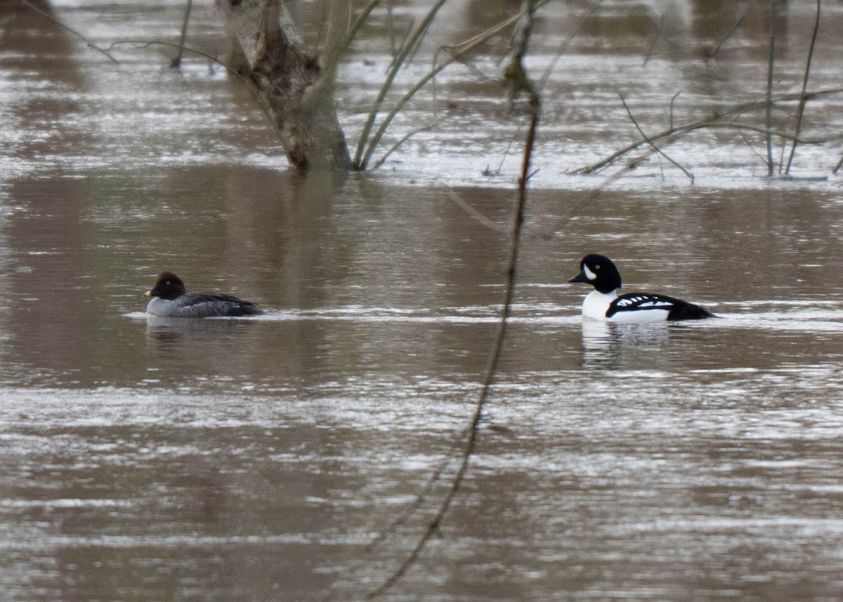 Barrow's Goldeneye - ML647253303