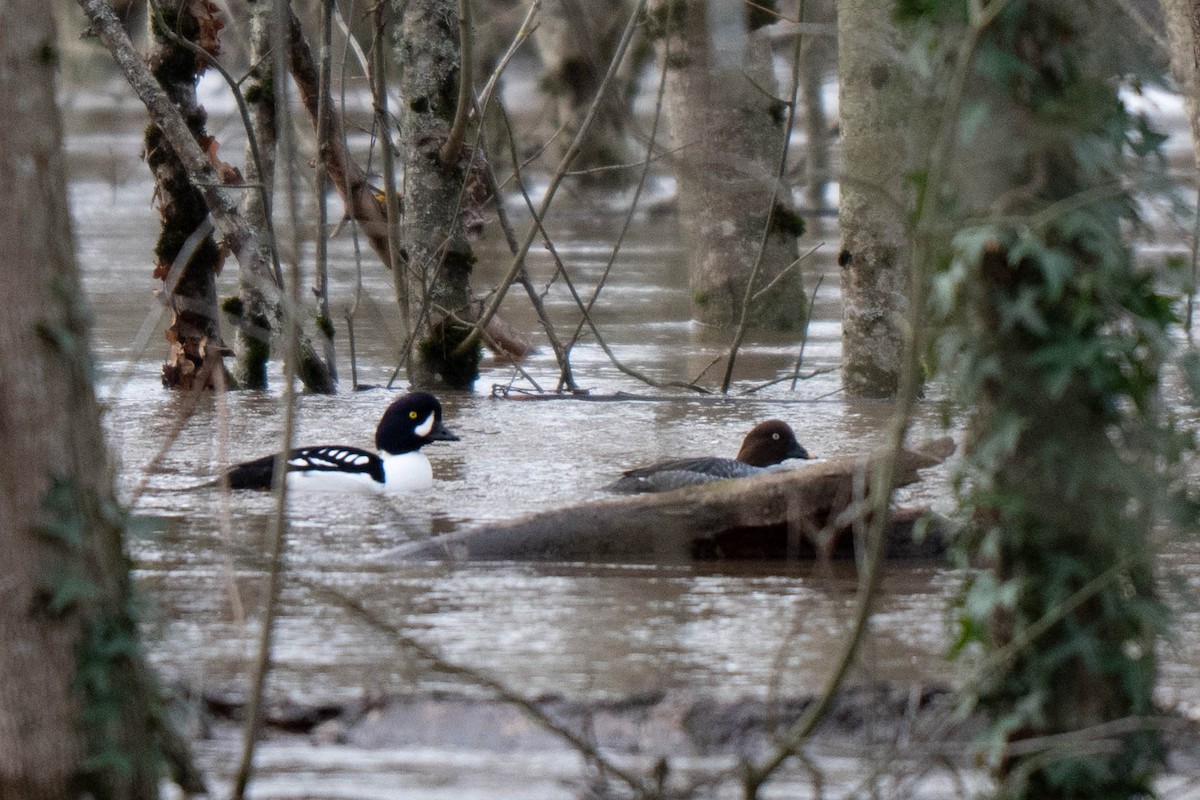 Barrow's Goldeneye - ML647253304