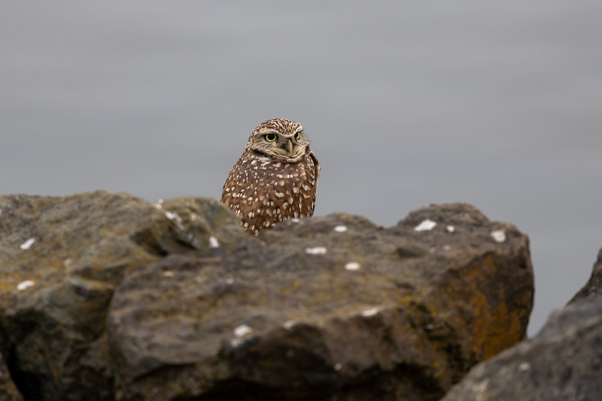 Yer Kukumavı - ML647253305