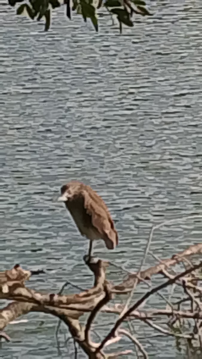 Black-crowned Night Heron - ML647253308