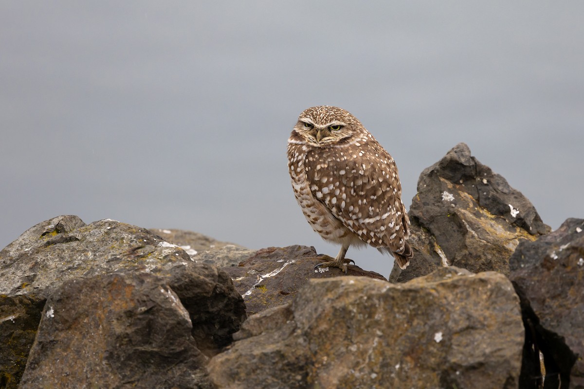 Yer Kukumavı - ML647253315