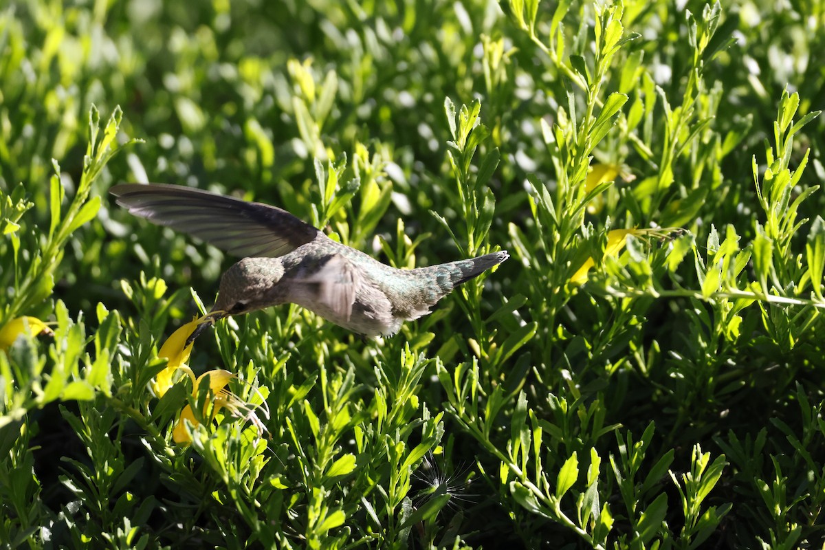 Anna's Hummingbird - ML647253326